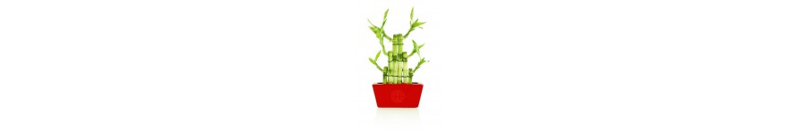 Lucky Bamboo Series