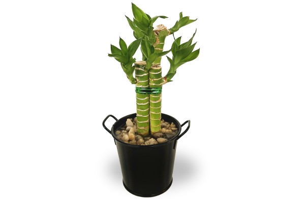 LUCKY BAMBOO LEAVES IN TINT 